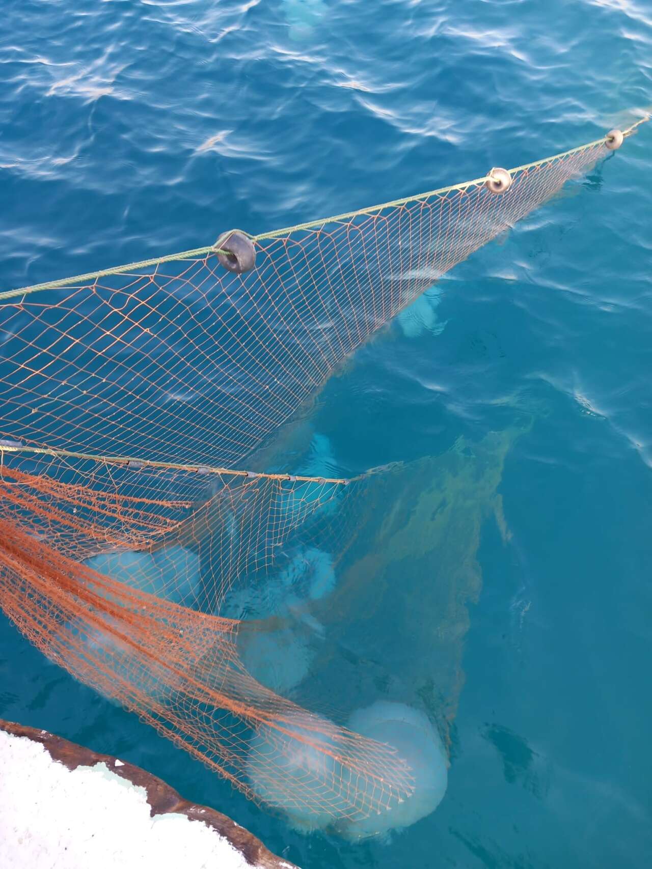 Antalyalı Balıkçıların Kabusu Oldu 3